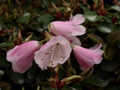 Rhododendron williamsianum spp.