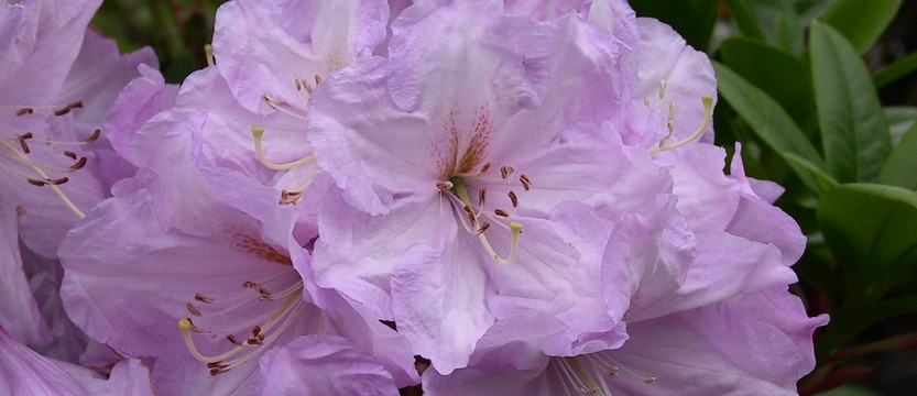Rhododendron hybride 'Admiral Piet Hein', variété parfumée