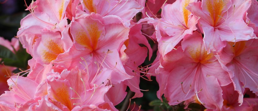 Azalée à feuillage caduc en fleurs, pépinière Fleurolex