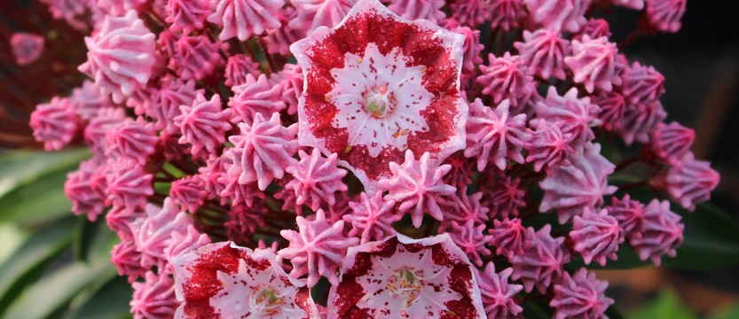Kalmia latifolia en pleine floraison