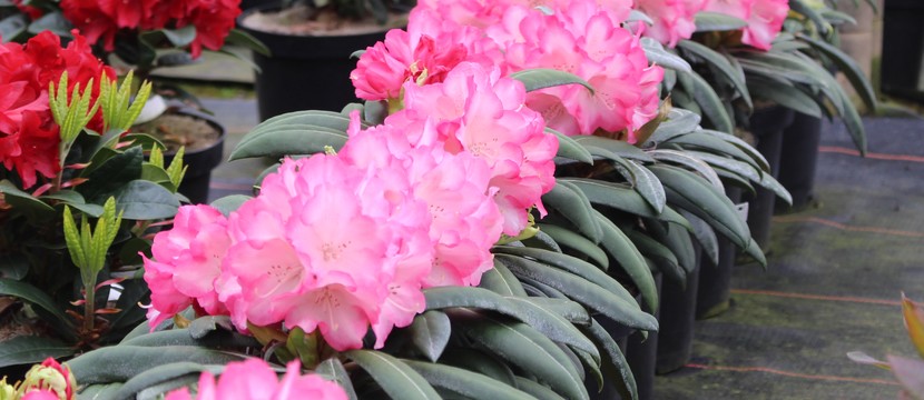Rhododendron Yakushimanum en pot de 3 litres, pépinière Fleurolex