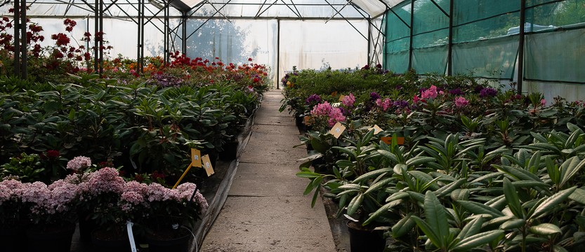 Rhododendrons et azalées cultivés en pot de 3 et 5 litres