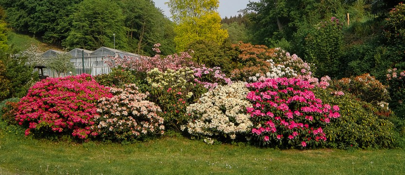 Parterre de rhododendrons en fleurs à la pépinière Fleurolex