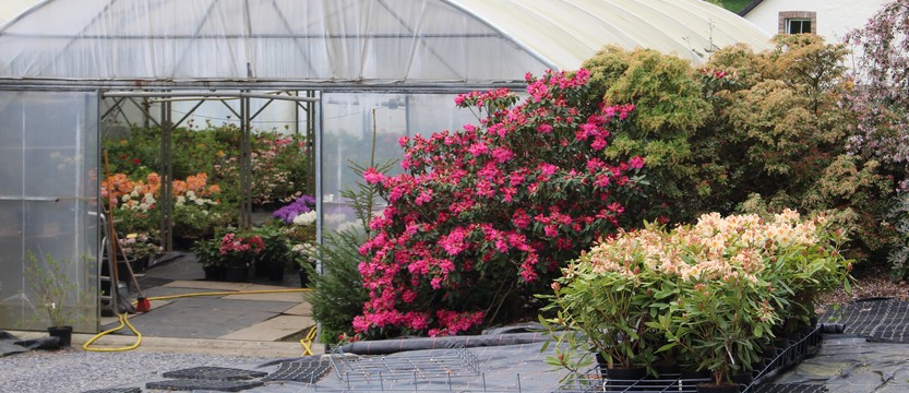 Serre de production et d'hivernage des plantes finies à la pépinière