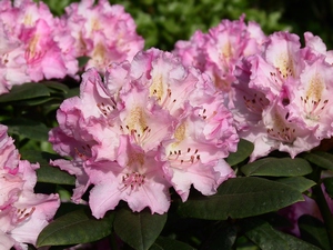 Rhododendron Yakushimanum Anni