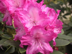 Rhododendron Yakushimanum Blurettia