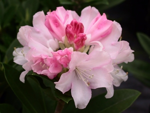 Rhododendron Yakushimanum Dreamland