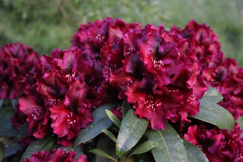 FLEUROLEX VITROPLANT PRODUCTION