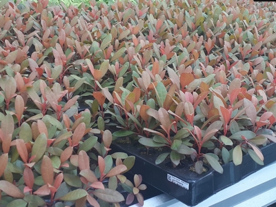 Rhododendron hybride 'Hybride_MIX'