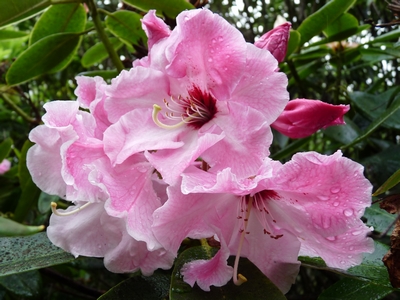 Rhododendron hybride 'Adrien le Fur' — Rhododendron.be — photo 1