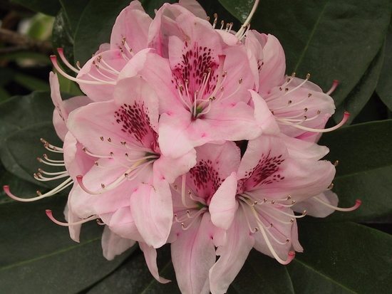 Rhododendron 'Albert Schweitzer'