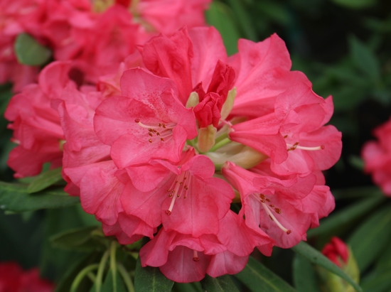 Rhododendron 'Ana'