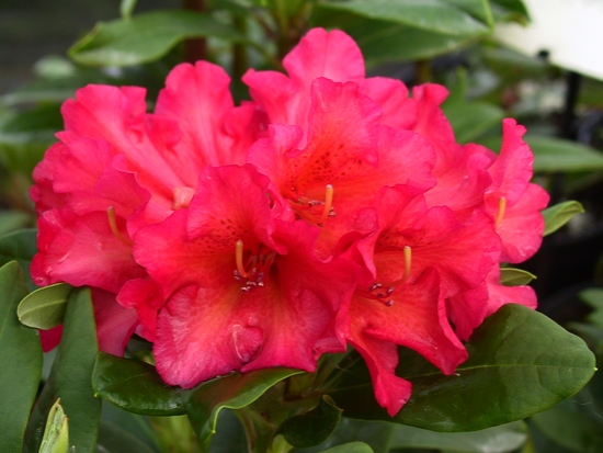 Rhododendron 'Abendsonne'