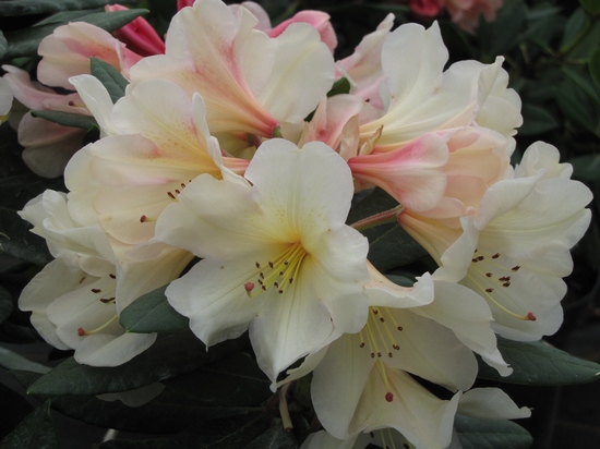 Rhododendron 'Azimut'