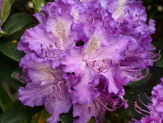 Rhododendron 'Alfred'
