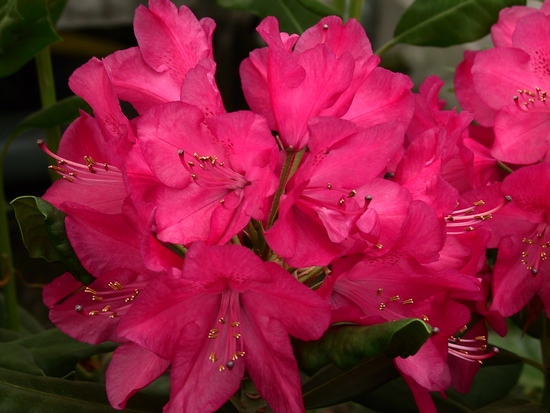Rhododendron 'America'