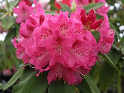 Rhododendron hybride 'Broughtonii' — Rhododendron.be — photo 1