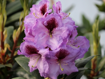 Rhododendron hybride 'Arthur Bedford' — Rhododendron.be — photo 1