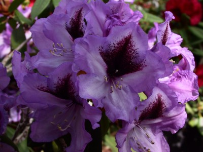 Rhododendron hybride 'Bariton' — photo 1