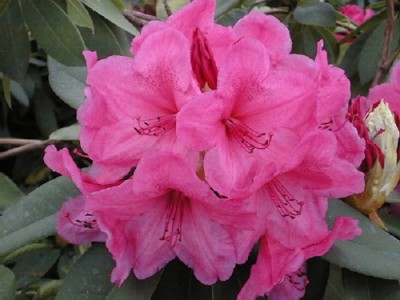 Rhododendron hybride 'Anna-Rose Whitney' — Rhododendron.be — photo 1