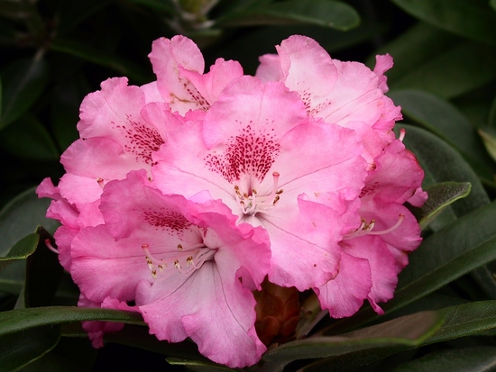 Rhododendron Yakushimanum 'Arabella'