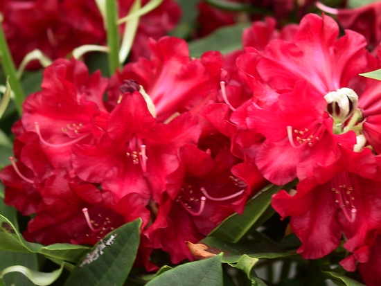 Rhododendron 'Black magic'