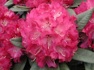 Rhododendron Insigne 'Ariane' — Rhododendron.be — photo 1