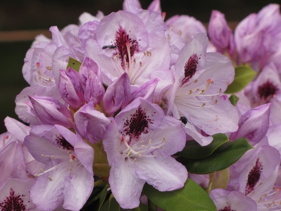 Rhododendron 'Blue Jay'