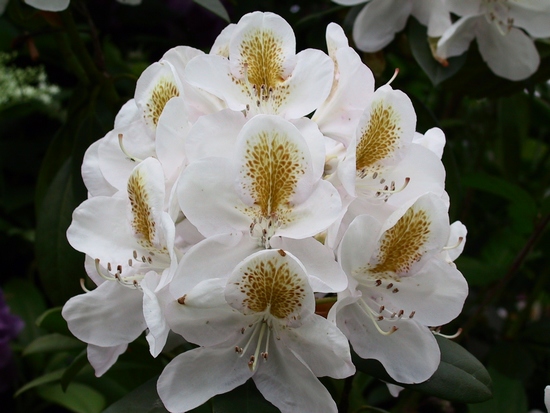 Rhododendron 'Belle Heller'