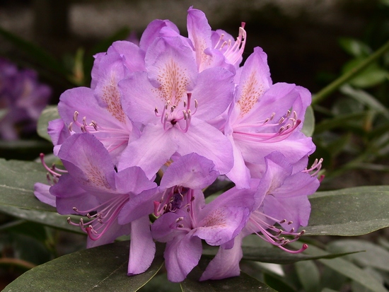 Rhododendron hybride 'Ponticum' — photo 1