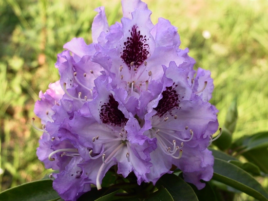 Rhododendron 'Blue Peter'
