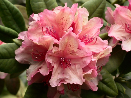 Rhododendron 'Brasilia'