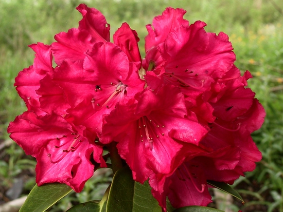 Rhododendron 'Britannia'