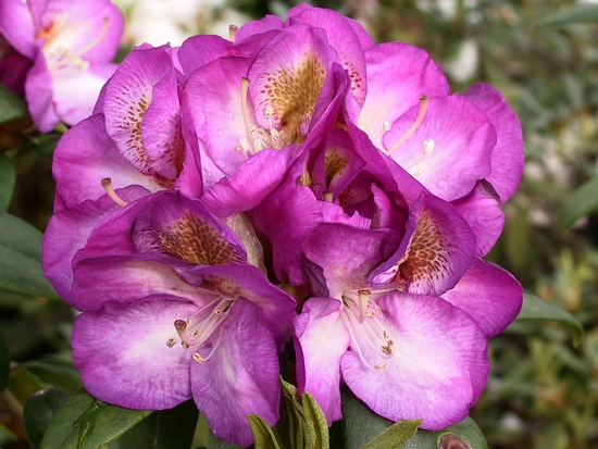 Rhododendron 'Bluebell'