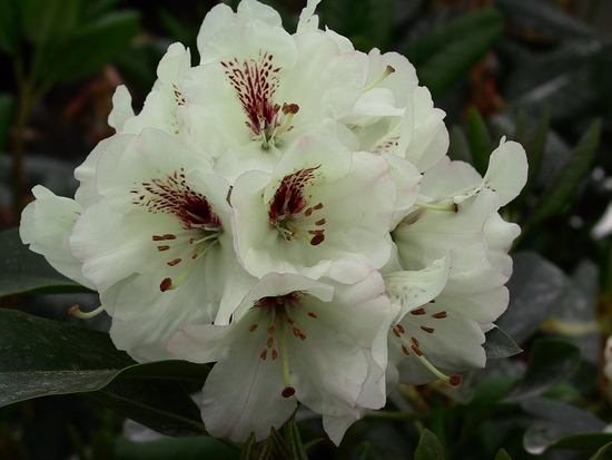 Rhododendron 'Breslau'