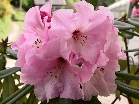 Rhododendron hybride 'Cara Mia'