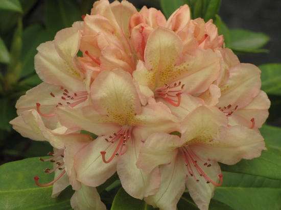 Rhododendron 'Belkanto (S)'