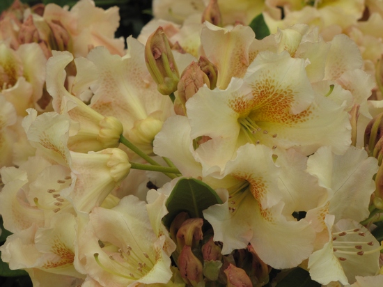 Rhododendron 'Bernstein'