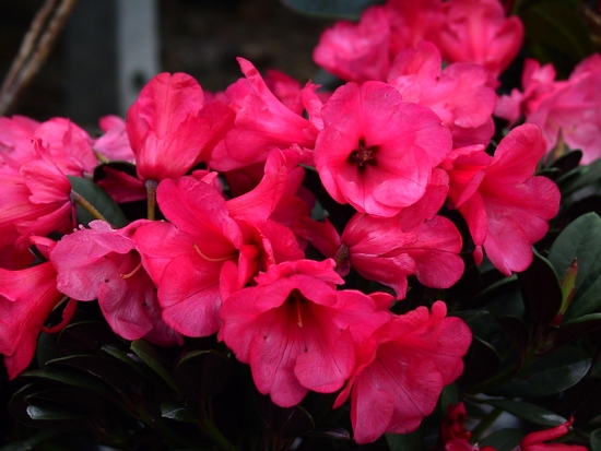 Rhododendron neriiflorum 'Burletta'