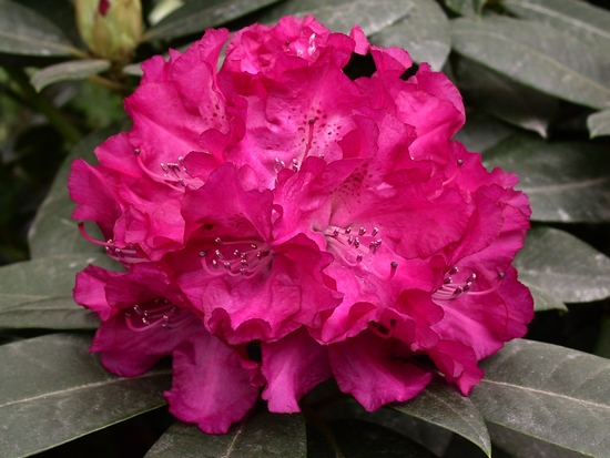 Rhododendron hybride 'Caractacus' — Rhododendron.be — photo 1