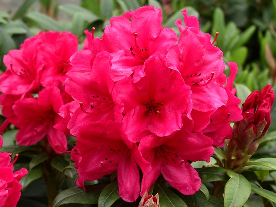 Rhododendron 'Cary Ann'
