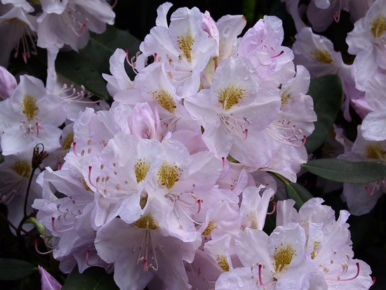Rhododendron Catawbienses en fleurs