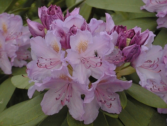 Rhododendron Catawbiense 'Catawb. Bourseault' — Rhododendron.be — photo 1