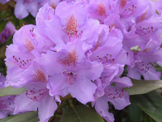 Rhododendron Catawbiense 'Catawb. Grandiflorum' — Rhododendron.be — photo 1