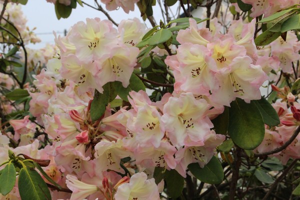 Rhododendron hybride 'Carita Inchmery' — photo 1