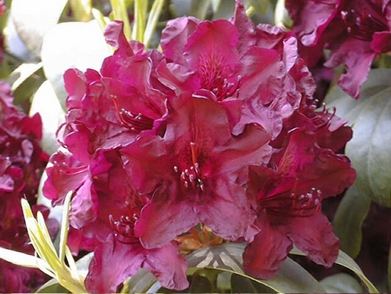 Rhododendron 'Cetewayo'