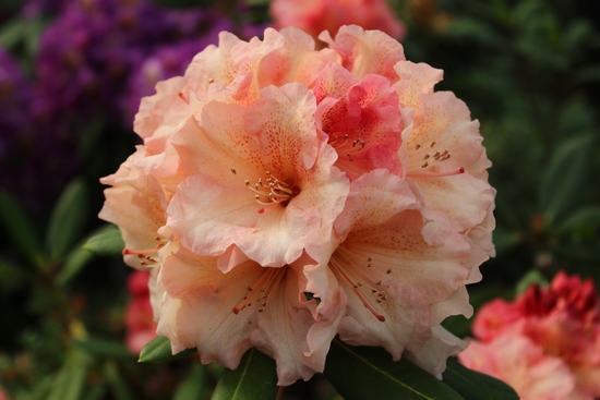 Rhododendron 'Château Josselin'