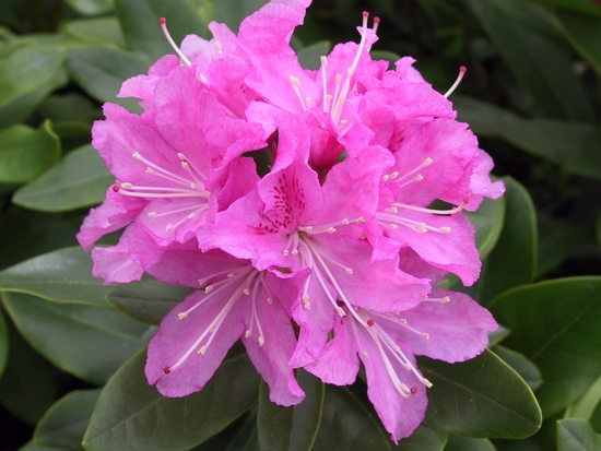 Rhododendron 'Cheer'