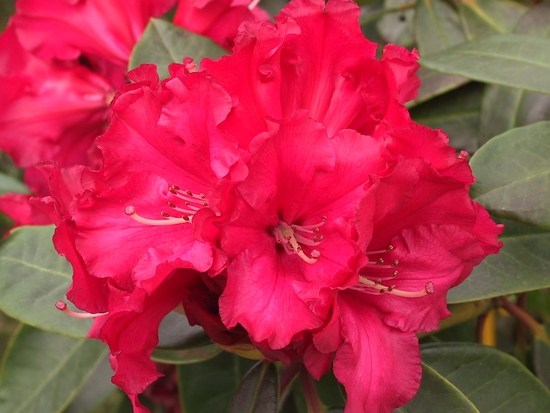 Rhododendron 'Souvenir du Congo'