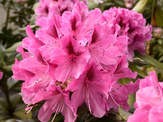 Rhododendron 'Cosmopolitan'